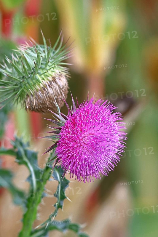 Flower head of the Musk Thistle (Carduus nutans, also known as nodding thistle), by the wayside, Rosenheim, Bavaria, Germany