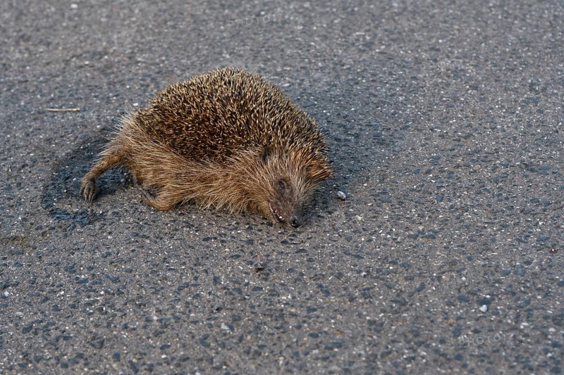 Roadkill... European hedgehog (Erinaceus europaeus), run over hedgehog lying dead on the road, run over by a car, species endangered by road traffic, native nature, Lower Rhine, North Rhine-Westphalia, Rhineland, Germany, Western Europe