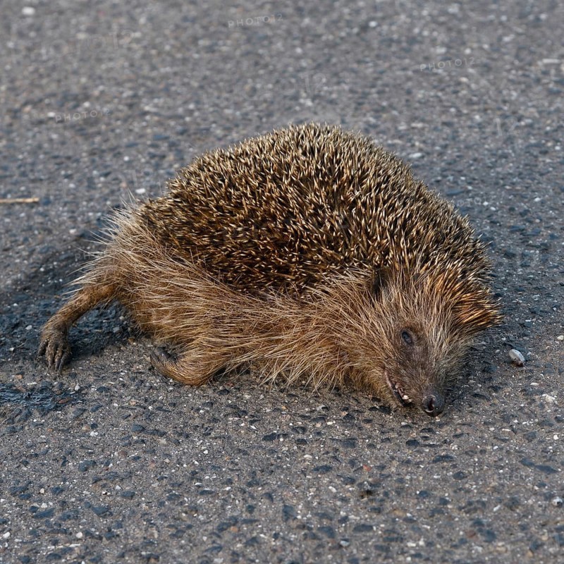 Death on the road... Hedgehog (Erinaceus europaeus), road traffic victim, hedgehog hit by a car, species severely affected by road traffic, native nature, Lower Rhine, North Rhine-Westphalia, Rhineland, Germany, Western Europe