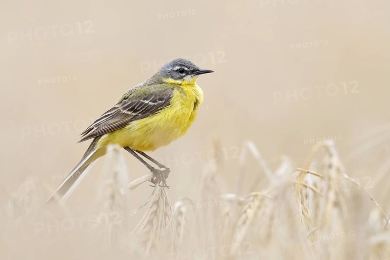 In (almost) ripe grain... Yellow wagtail (Motacilla flava) or simply yellow wagtail, male in splendid plumage perches on the tops of barley, particularly pretty songbird of open fields, native nature, Lower Rhine, North Rhine-Westphalia, Rhineland, Germany, Western Europe