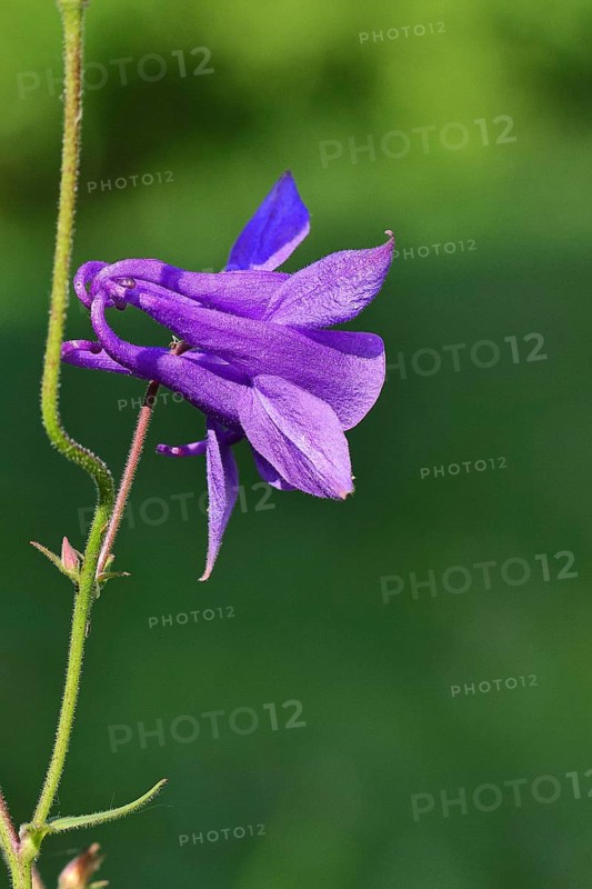 Columbine (Aquilegia vulgaris), blue flower in the garden, Wilnsdorf, North Rhine-Westphalia, Germany