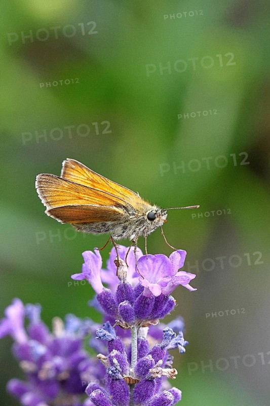 Large skipper (Ochlodes venatus), collecting nectar from a flower of Common lavender (Lavandula angustifolia), close-up, macro photograph, Wilnsdorf, North Rhine-Westphalia, Germany