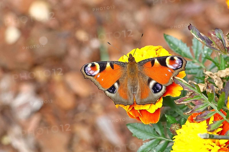 Peacock butterfly (Aglais io), on Tagetes erecta, Wilnsdorf, North Rhine-Westphalia, Germany