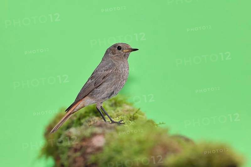 Black redstart (Phoenicurus ochruros), on a moss-covered tree stump in a garden, Wilnsdorf, North Rhine-Westphalia, Germany