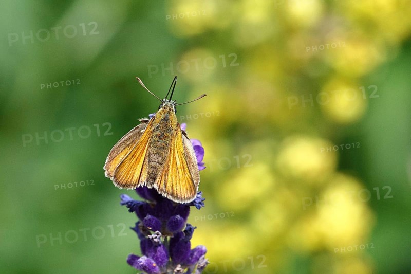 Large skipper (Ochlodes venatus), collecting nectar from a flower of Common lavender (Lavandula angustifolia), nice bokeh in the background, wildlife, insects, butterflies, butterfly, close-up, macro shot, Wilnsdorf, North Rhine-Westphalia, Germany
