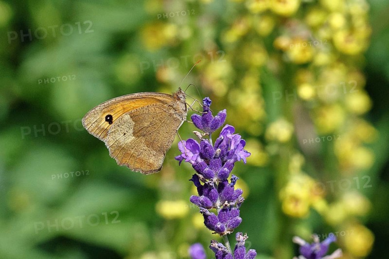 Meadow Brown (Maniola jurtina), on a lavender flower (Lavandula angustifolia), collecting nectar from a flower of the true lavender (Lavandula angustifolia), nice bokeh in the background, Wildlife, Insects, Butterflies, Butterfly, Close-up, Macro shot, Wilnsdorf, North Rhine-Westphalia, Germany