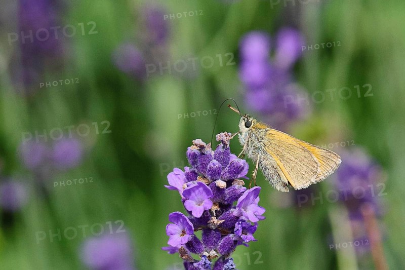 Large skipper (Ochlodes venatus), collecting nectar from a flower of Common lavender (Lavandula angustifolia), close-up, macro photograph, Wilnsdorf, North Rhine-Westphalia, Germany