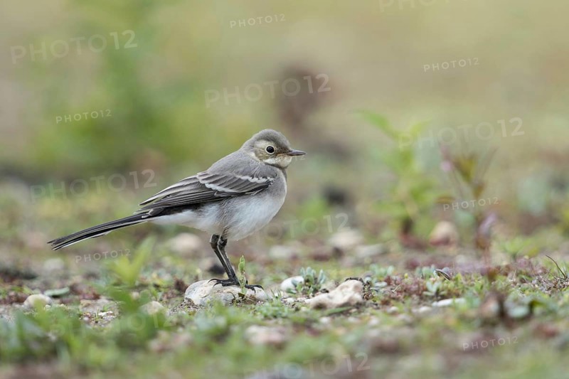 Young bird... White wagtail (Motacilla alba) in typical habitat, on a ruderal area, dry fallow land, wildlife, native nature, North Rhine-Westphalia, Rhineland, Germany, Western Europe