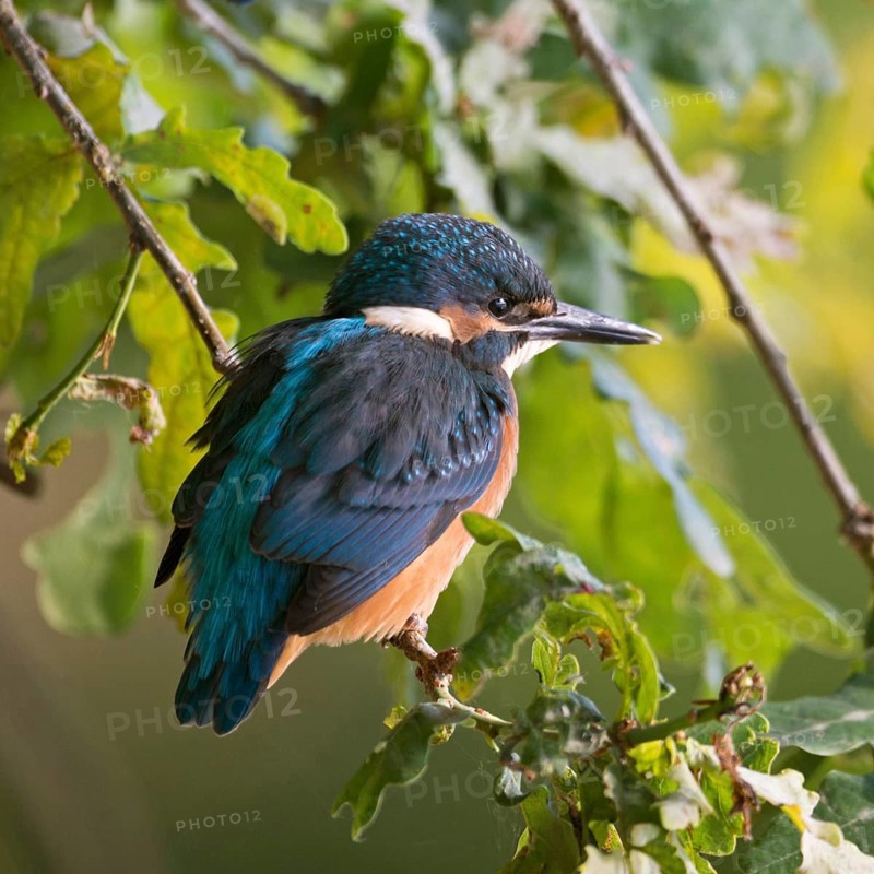 In the bushes near the shore ... Kingfisher (Alcedo atthis), fledgling sits hidden in the bushes near the bank in the hanging branches of an oak tree, native nature, wildlife, North Rhine-Westphalia, Rhineland, Germany, Western Europe
