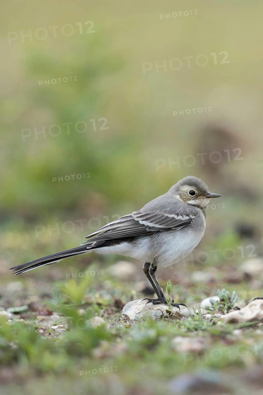 Young bird... White wagtail (Motacilla alba) in typical habitat, on a ruderal area, dry fallow land, wildlife, native nature, North Rhine-Westphalia, Rhineland, Germany, Western Europe