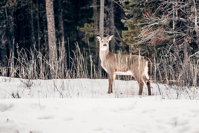 Wildlife on a winter road trip on the Icefields Parkway with lots of snow and ice, Banff National Park, Jasper National Park, Alberta, Canada