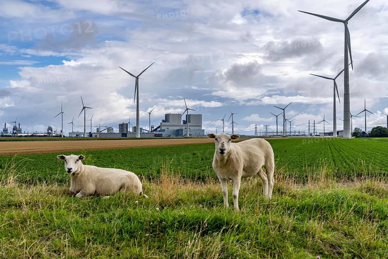 RWE coal-fired power plant Eemshavencentrale, in the seaport of Eemshaven, operator RWE Power, wind farm, Netherlands