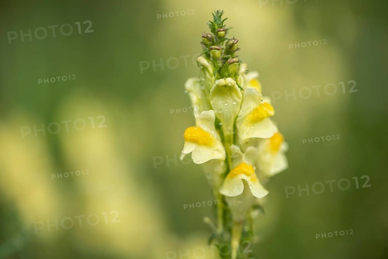 Common toadflax (Linaria vulgaris), Emsland, Lower Saxony, Germany