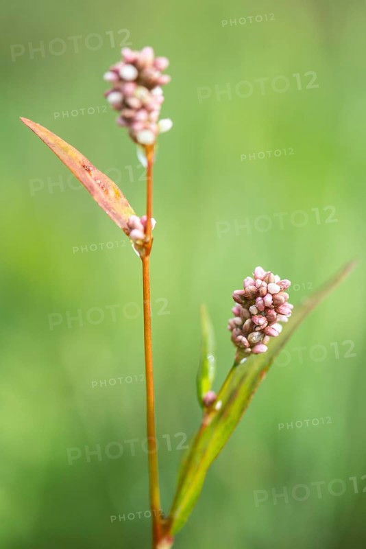 Flea knotweed (Persicaria maculosa), Emsland, Lower Saxony, Germany