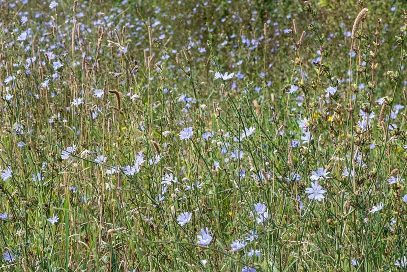 Chicory (Cichorium intybus), Lower Saxony, Germany