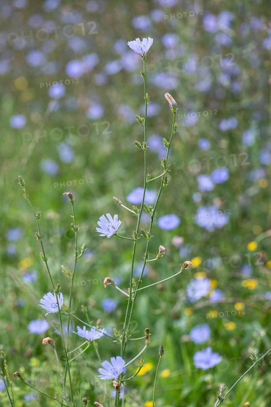 Chicory (Cichorium intybus), Lower Saxony, Germany