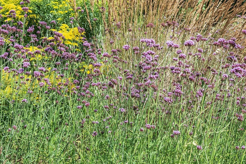 Flower bed with Solidago canadensis (Solidago canadensis), Purpletop vervain (Verbena bonariensis) and garden riding grass (Calamagrostis x acutiflora), Lower Saxony, Germany