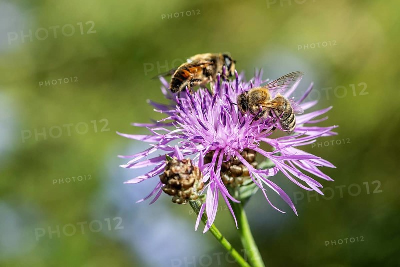 Tapered Dronefly (Eristalis pertinax) in a meadow knapweed (Centaurea jacea), Lower Saxony, Germany