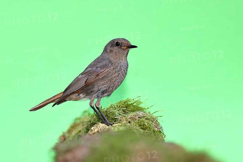 Black redstart (Phoenicurus ochruros), on a moss-covered tree stump in a garden, Wilnsdorf, North Rhine-Westphalia, Germany