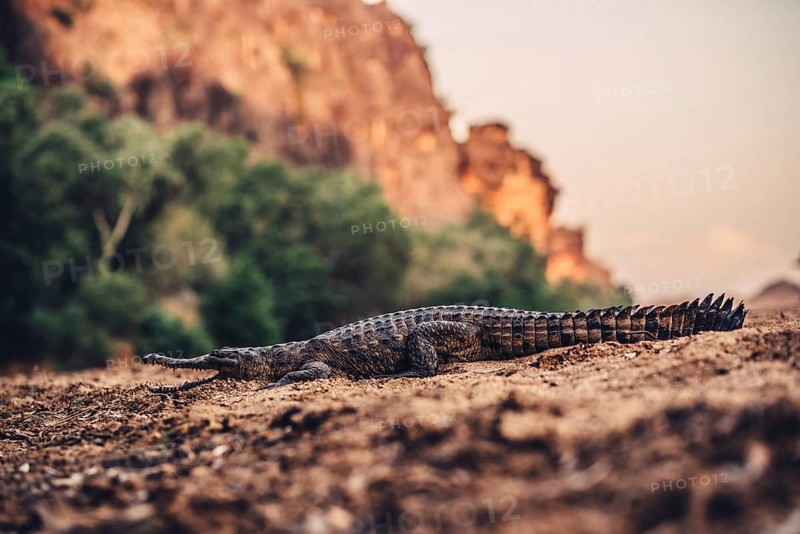 Special light atmosphere with crocodile in the outback in Windjana Gorge National Park in Australia