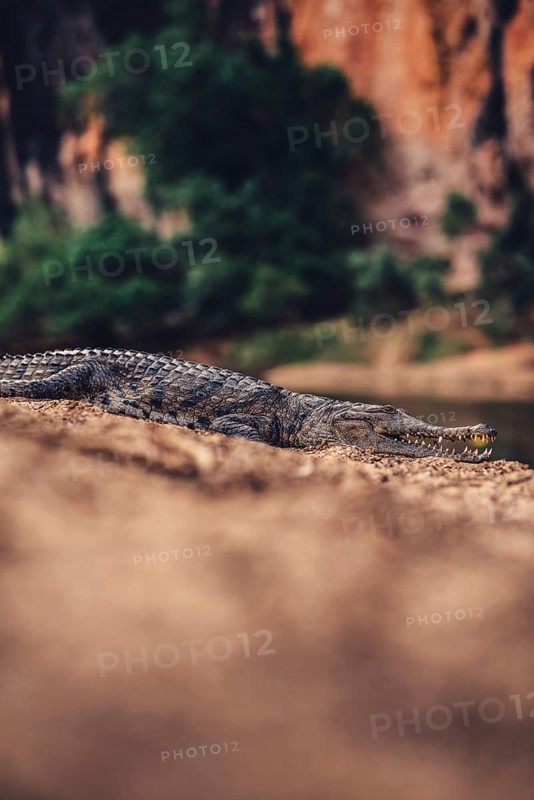 Special light atmosphere with crocodile in the outback in Windjana Gorge National Park in Australia