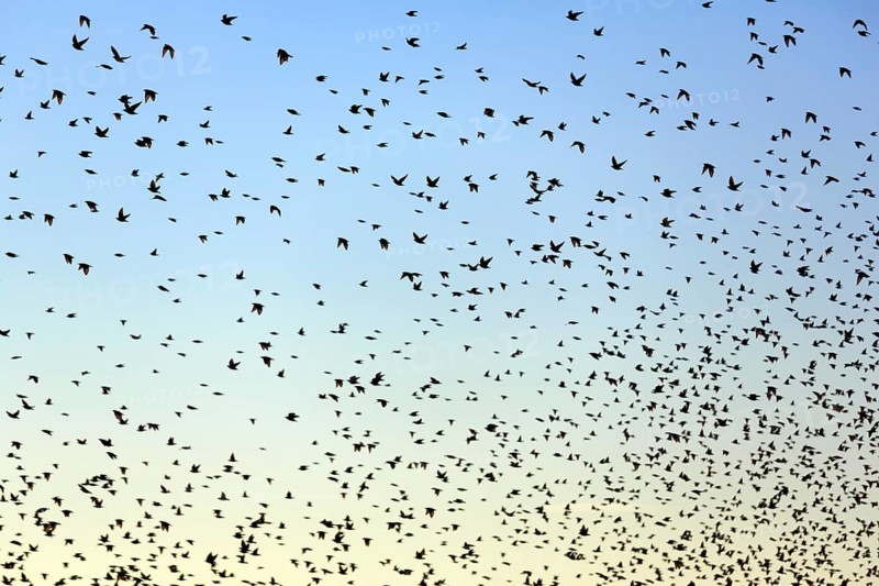 A flock of soaring starlings (Sturnus vulgaris) in the evening sky, full-frame, Camargue Regional Natural Park, France
