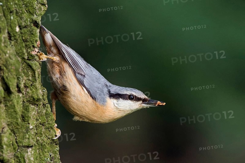 Typical nuthatch pose... European nuthatch (Sitta europaea) in typical nuthatch pose, sitting upside down on a tree trunk, an oak tree, with food in its beak, looking around in the forest, Lower Rhine, Meerbusch, Rhine district Neuss, North Rhine-Westphalia, Rhineland, Germany, Western Europe