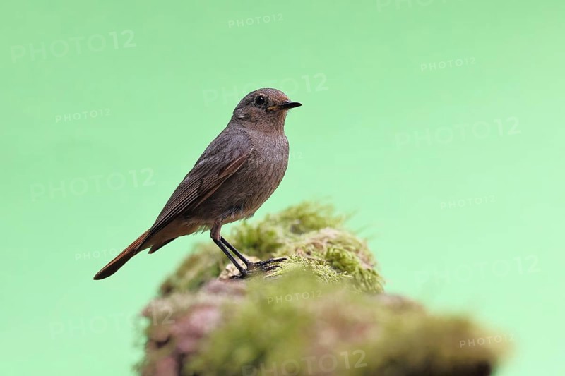 Black redstart (Phoenicurus ochruros), on a moss-covered tree stump in a garden, Wilnsdorf, North Rhine-Westphalia, Germany