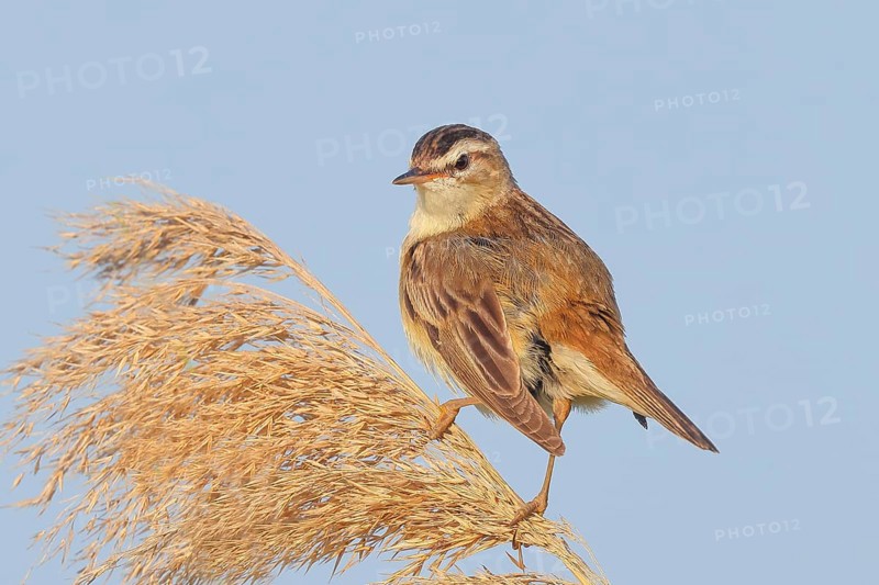 Reed Warbler (Acrocephalus schoenobaenus) sitting on a reed, wildlife, migratory bird, nature photography, Apetlon, Lake Neusiedl, Burgenland, Austria