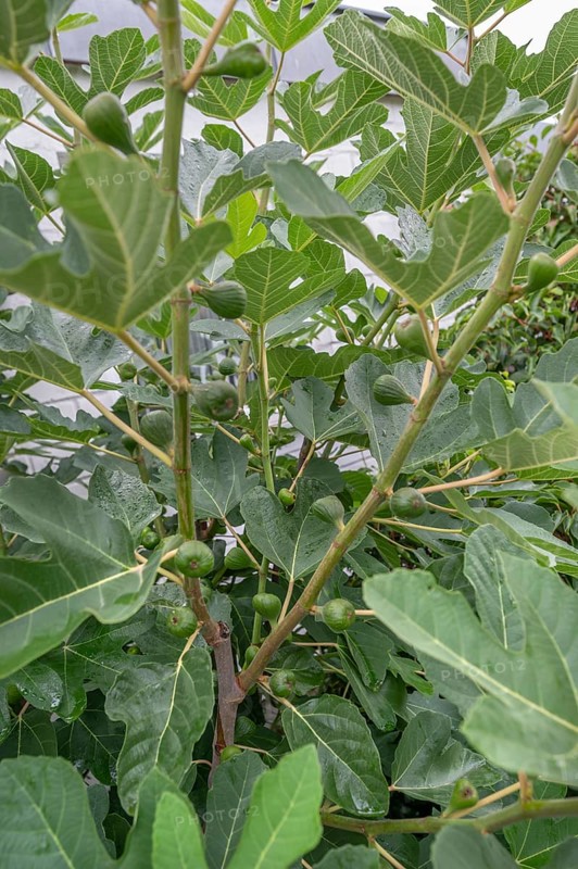 Unripe figs on a tree, Bavaria, Germany