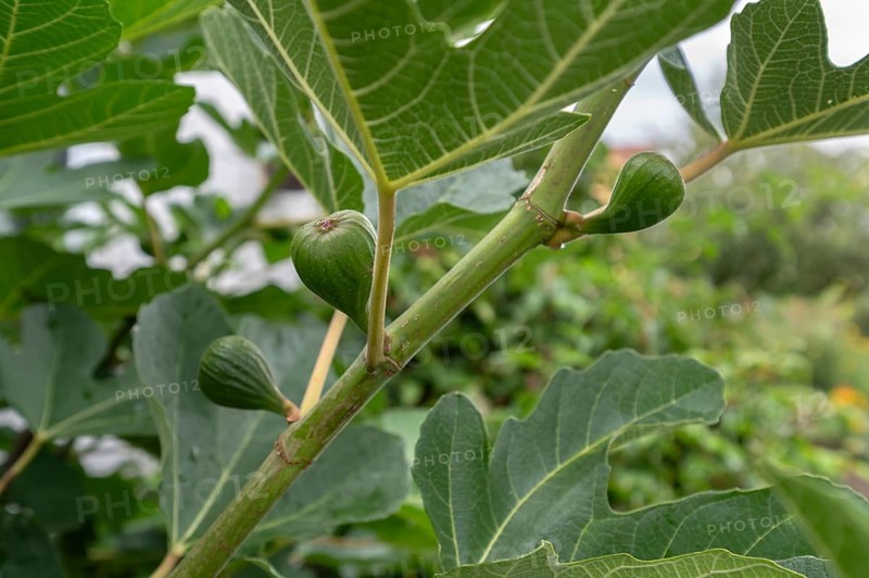 Unripe figs on a tree, Bavaria, Germany