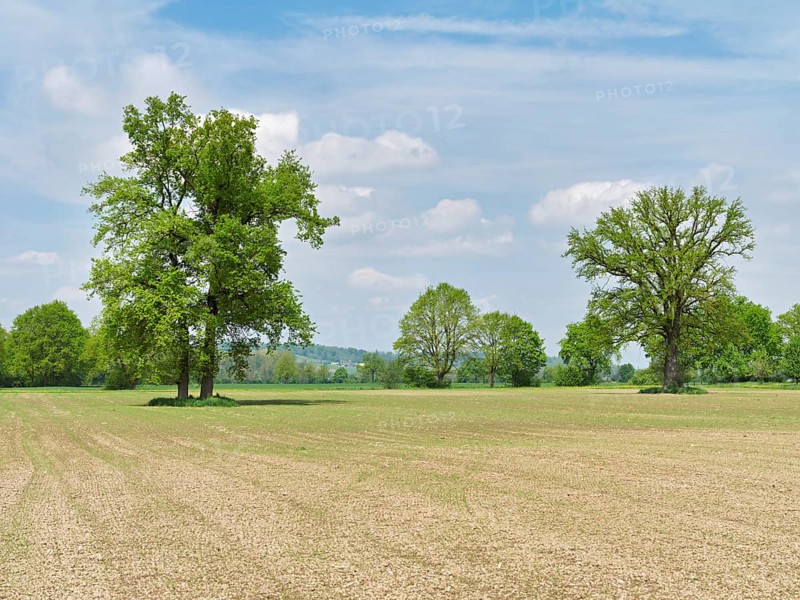 A group of English oaks (Quercus robur), standing in a field during leaf emergence, Siebeneichen nature reserve, Freiamt, Canton Aargau, Switzerland