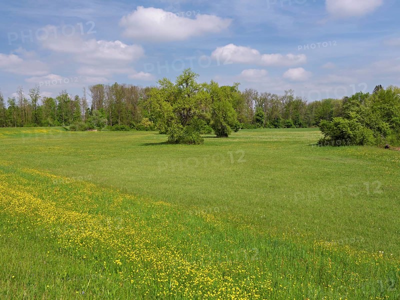 Field of flowering buttercup (Ranunculus), Freiamt, Canton Aargau, Switzerland
