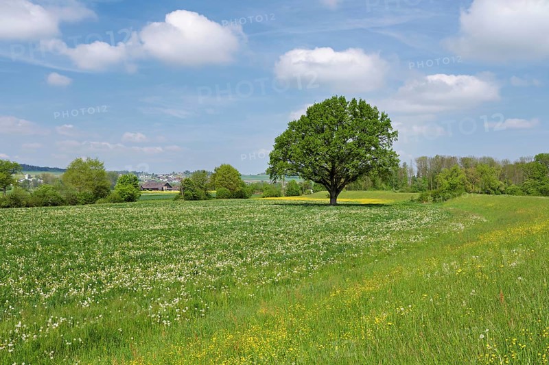English oak (Quercus robur), leaf budding in front of a blue cloudy sky, Freiamt, Canton Aargau, Switzerland