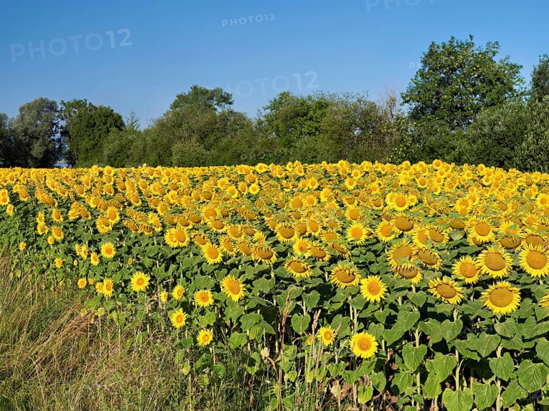 Field of flowering sunflowers (Helianthus annuus), Canton Zug, Switzerland