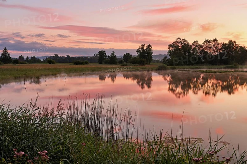 Morning atmosphere at a pond in the Schoren nature reserve, Mühlau, Freiamt, Canton Aargau, Switzerland