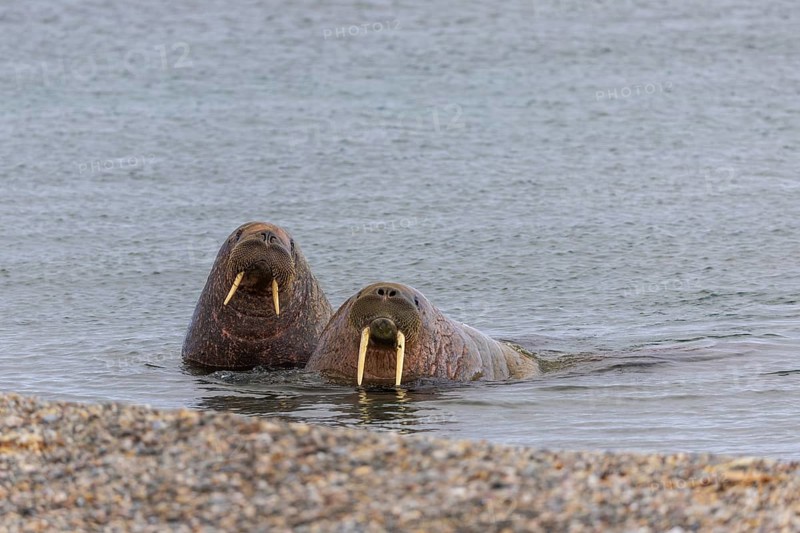 Two walruses (Rosmarus arcticus) in the water, Mammals (Mammalia), Eolusneset, Spitsbergen, Svalbard