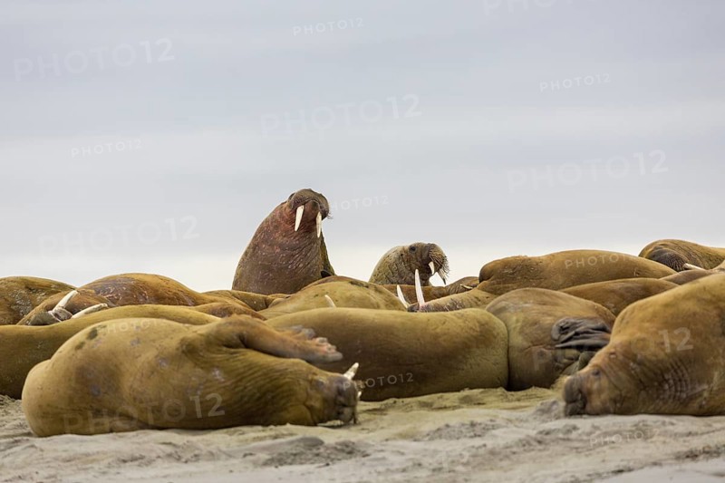 Group of walruses (Rosmarus arcticus) lying on the beach, Mammals (Mammalia), Gravnesodden, Spitsbergen, Svalbard