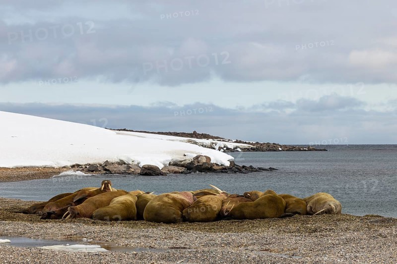 Group of walruses (Rosmarus arcticus) on the beach, Mammals (Mammalia), Eolusneset, Spitsbergen, Svalbard