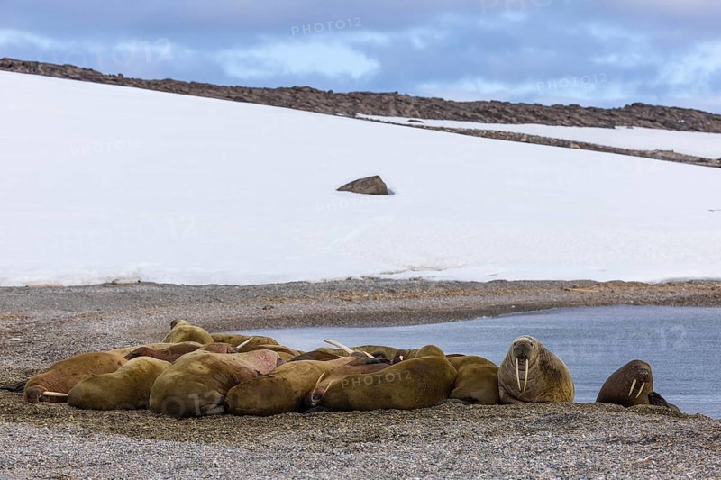 Group of walruses (Rosmarus arcticus) on the beach, snow, Mammals (Mammalia), Eolusneset, Spitsbergen, Svalbard