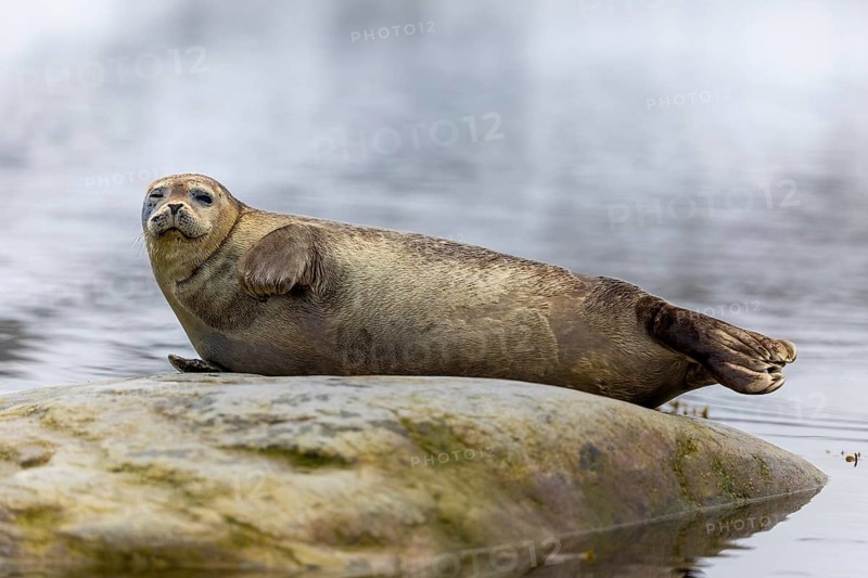 Harbour seal (Phoca vitulina) lying on a stone in the water, Mammals (Mammalia), Gravnesodden, Spitsbergen, Svalbard