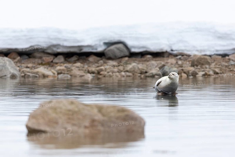 Harbour seal (Phoca vitulina) lying on a stone in the water, Mammals (Mammalia), Smeerenburgbreen, Spitsbergen, Svalbard