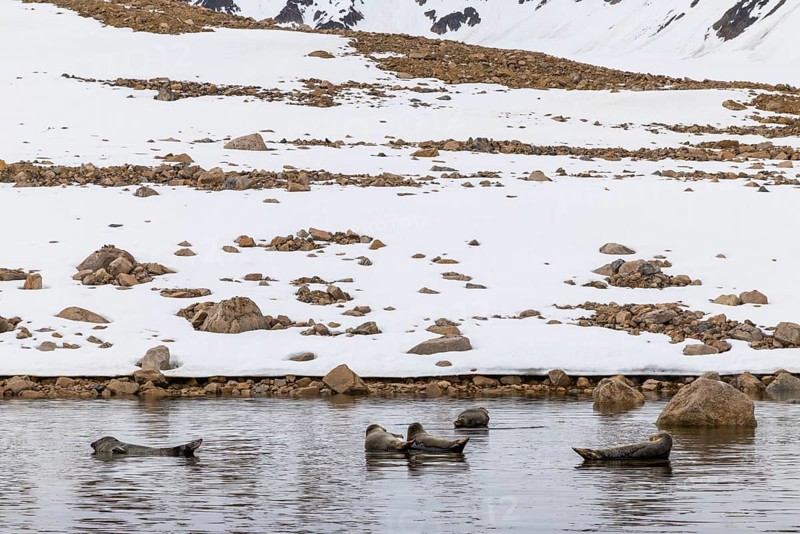 Group of harbour seals (Phoca vitulina) lying on stones in the water, Mammals (Mammalia), Smeerenburgbreen, Spitsbergen, Svalbard
