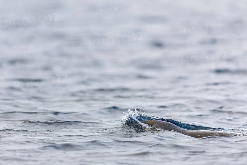 Harbour seal (Phoca vitulina) swimming in the water, Mammals (Mammalia), Spitsbergen, Svalbard