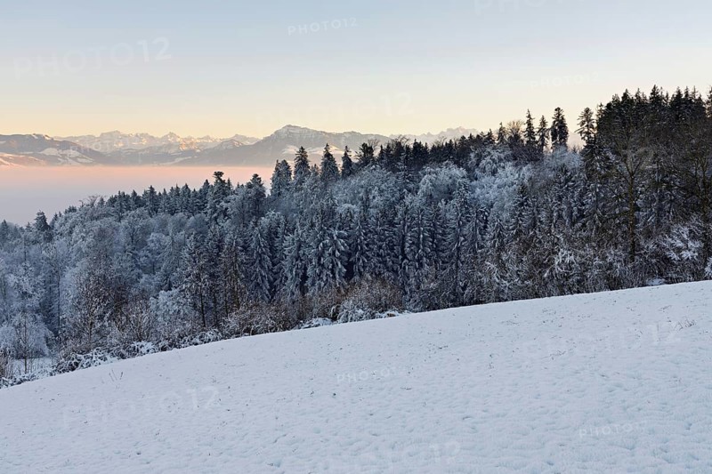 Freshly snow-covered forest, behind the Alps with Rigi, Horben, Freiamt, Canton Aargau, Switzerland