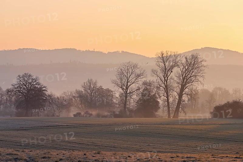 Meadows and trees in the early morning mist in the light of the rising sun, Reusstal, Aristau, Freiamt, Canton Aargau, Switzerland