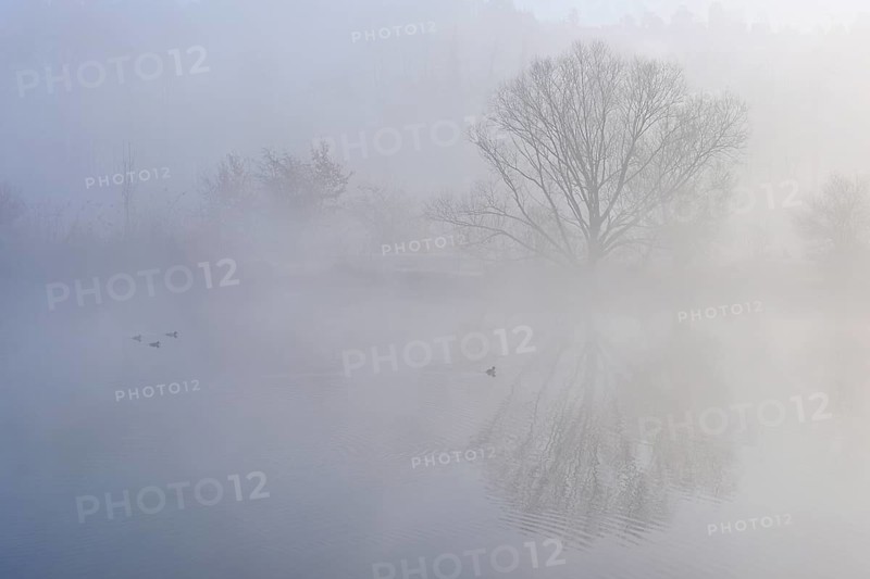 Trees in the fog are reflected in the Flachsee, Reusstal nature reserve, Freiamt, Canton Aargau, Switzerland