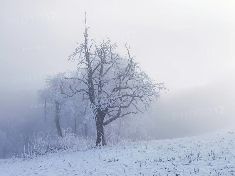 Shrubs and trees in hoarfrost and fog, Horben, Lindenberg, Freiamt, Canton Aargau, Switzerland