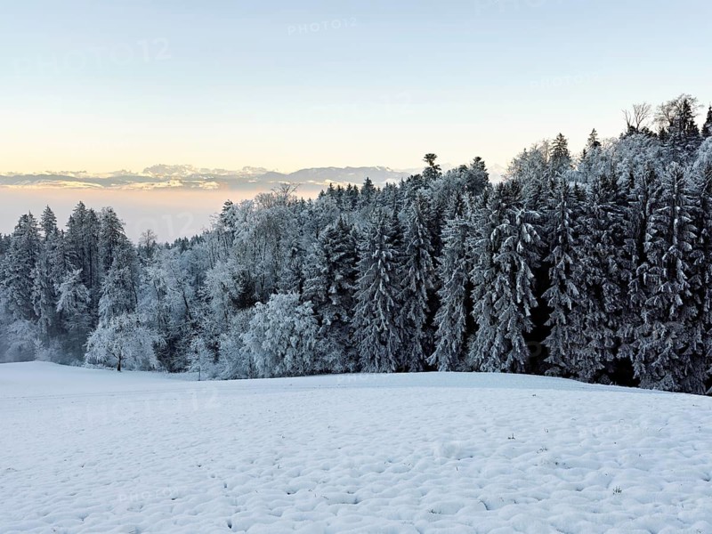 Freshly snow-covered forest, behind the Alps, Horben, Freiamt, Canton Aargau, Switzerland