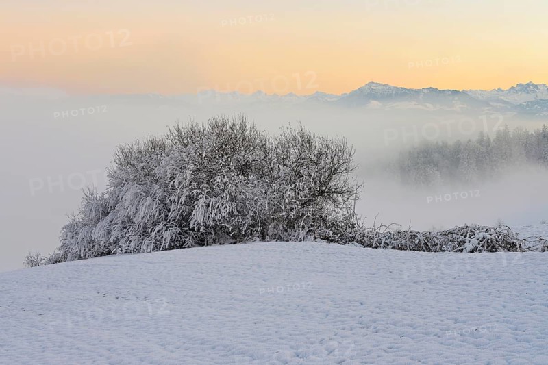 Hedge in a freshly snow-covered landscape, behind the Rigi shrouded in mist, Horben, Freiamt, Canton Aargau, Switzerland